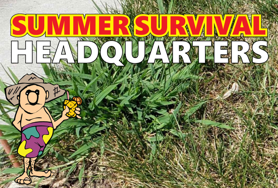 Five Smart Tips for Summer Lawn Survival