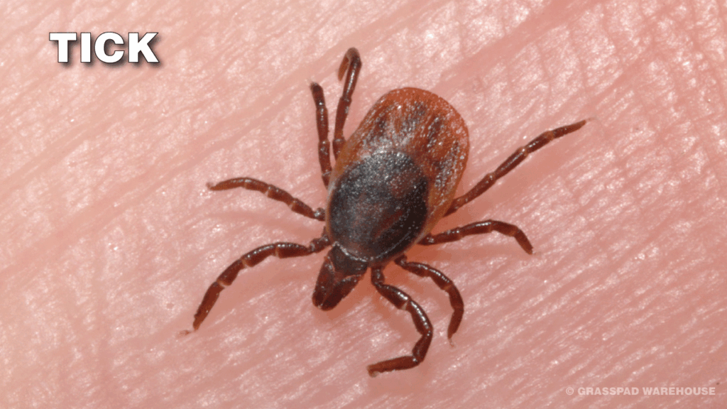 Tick