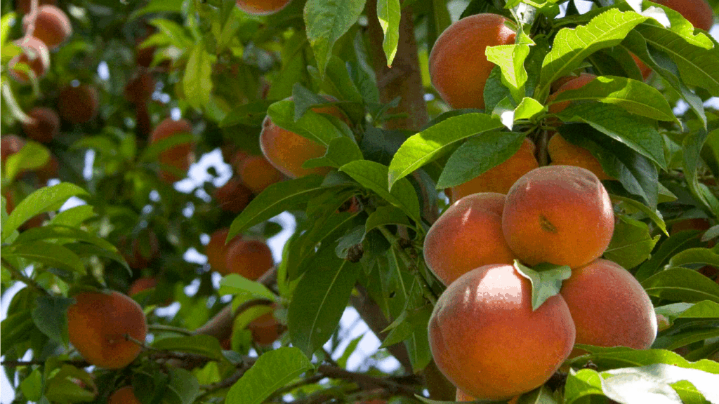 Grass Pad Fruit Trees
