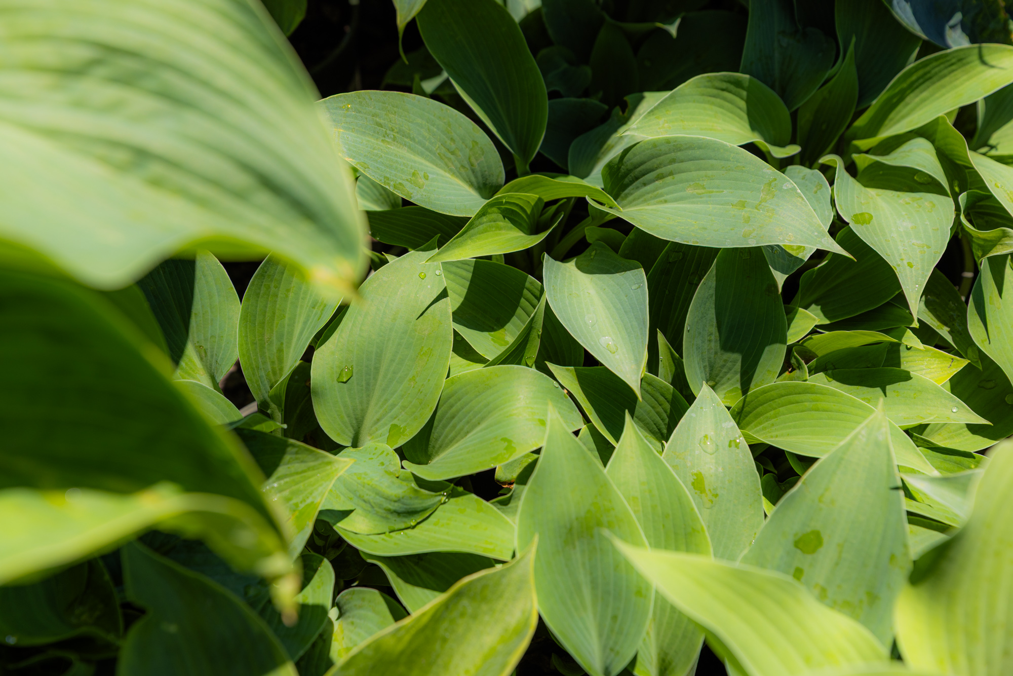 Perennials