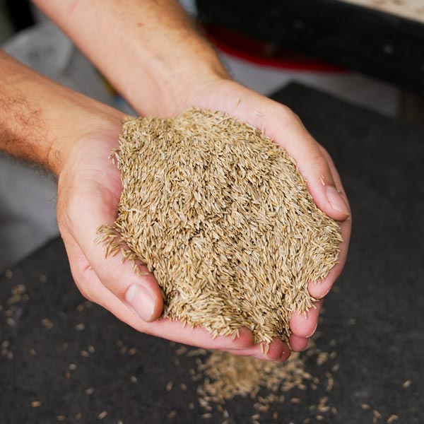 Heat Wave® Fescue