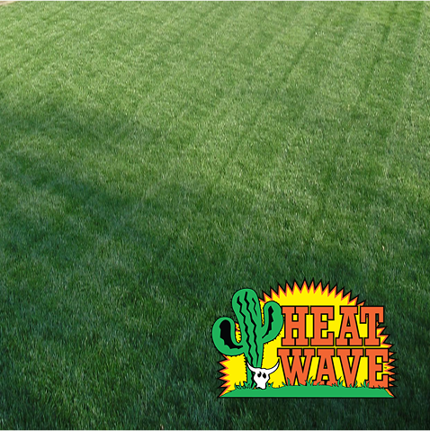 Heat Wave® Fescue