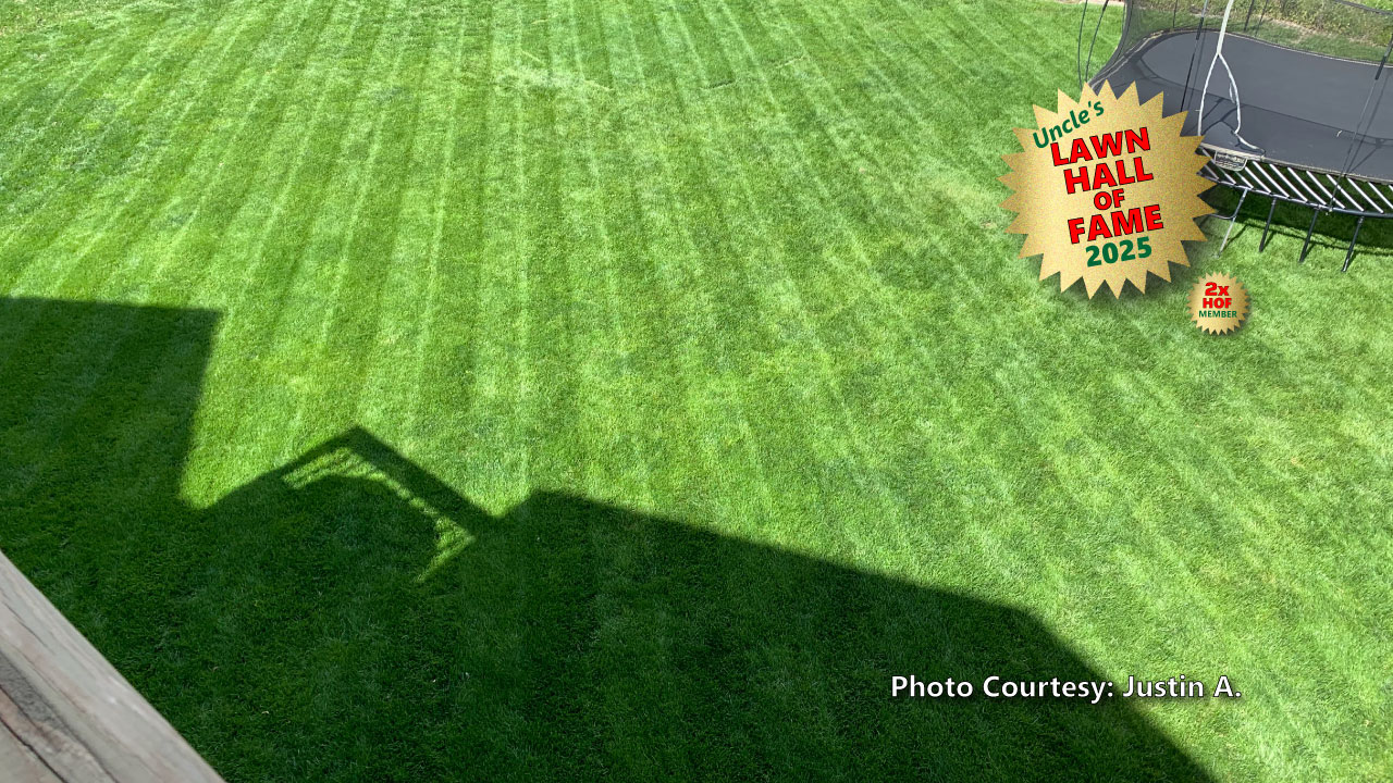 Image of a thick, lush, dark green front lawn that was submitted by a customer.