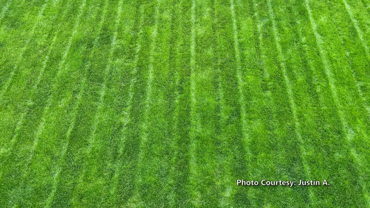Justin-A.-2025-3 Full-frame image of a thick, lush, dark green front lawn that was submitted by a customer.