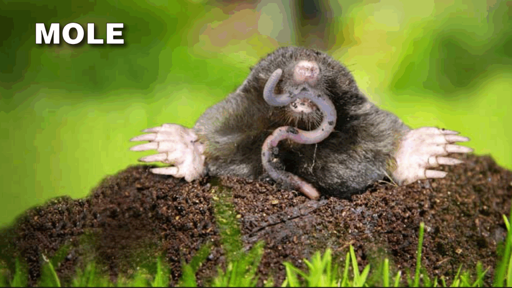 Mole