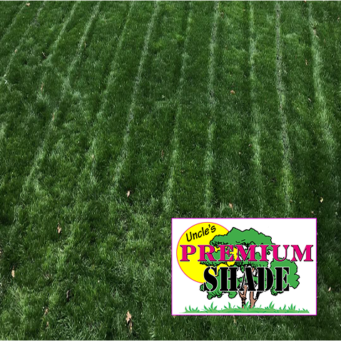Premium Shade Grass
