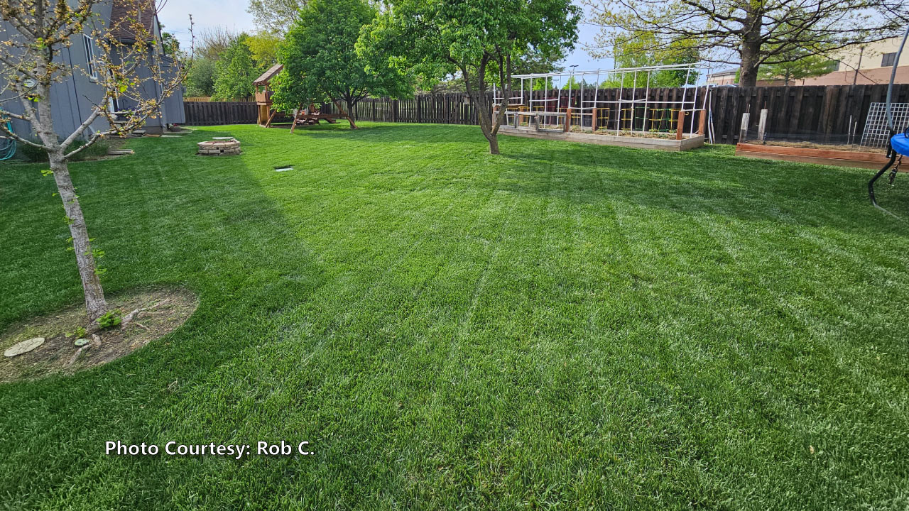 Rob-C.-2025---3 Image of a backyard with a thick, lush, dark green front lawn that was submitted by a customer.