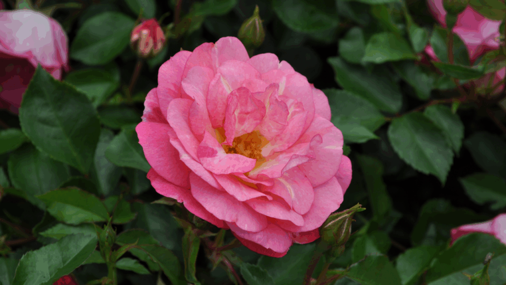 Landscape Shrub Roses