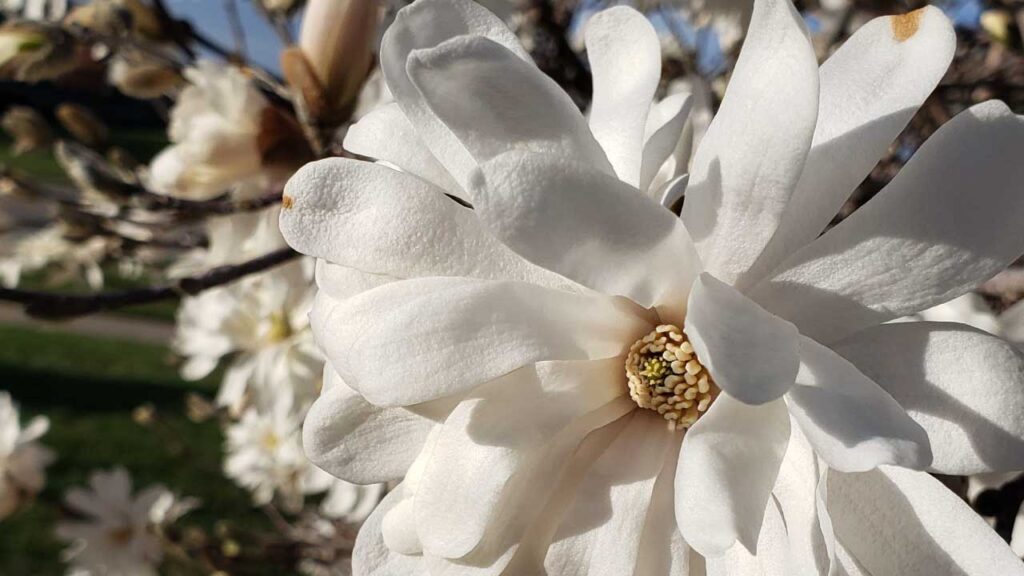Royal Star Magnolia