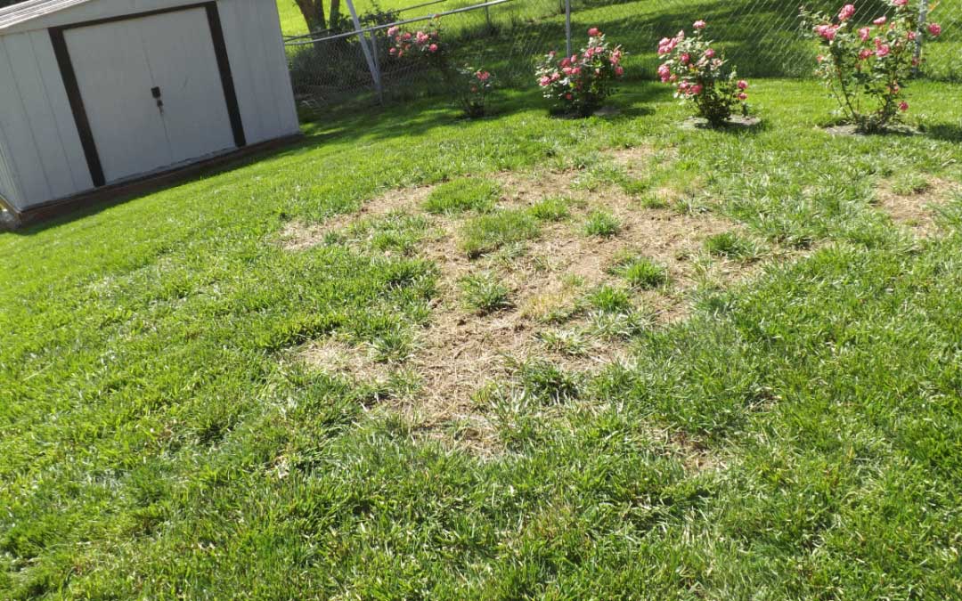 grasspad.com