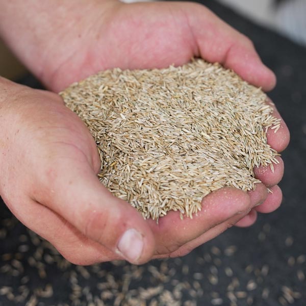 Stadium Special Rye Grass