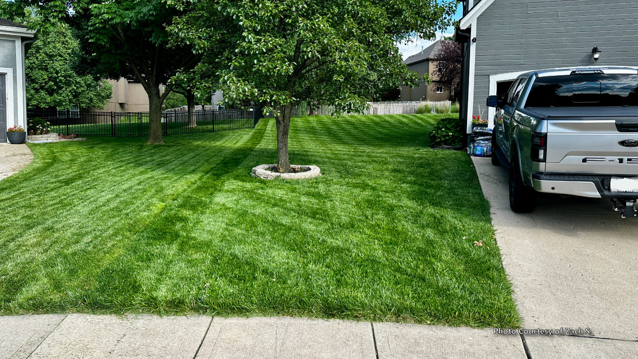Zach-S.-2025-3 Image of a thick, lush, dark green front side-lawn that was submitted by a customer.