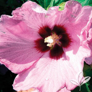 Aphrodite Althea Pink Blooms