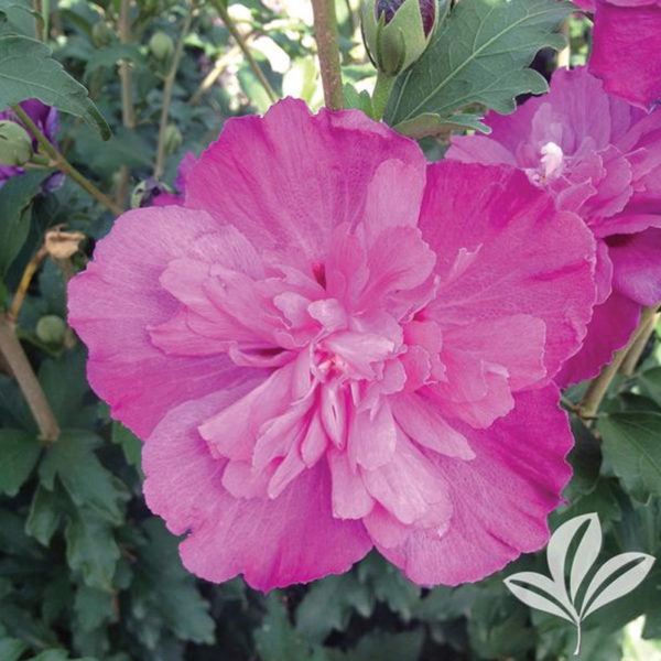 Smoothie Series Althea