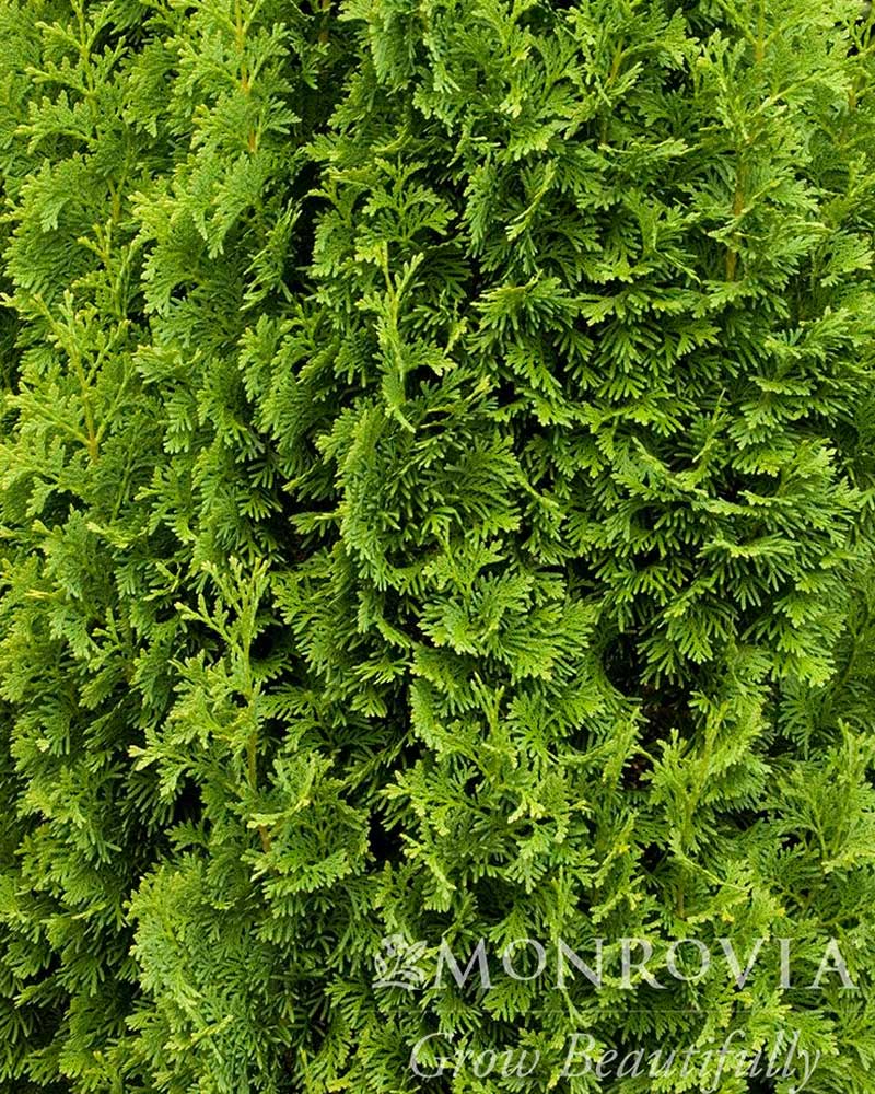 DeGroot’s Spire Arbovitae