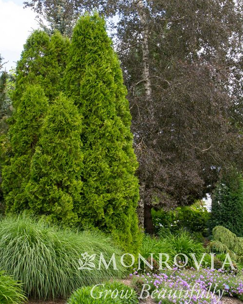 DeGroot’s Spire Arbovitae