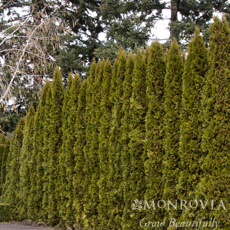 Emerald Green Arbovitae