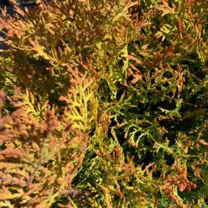 Fire Chief Arbovitae