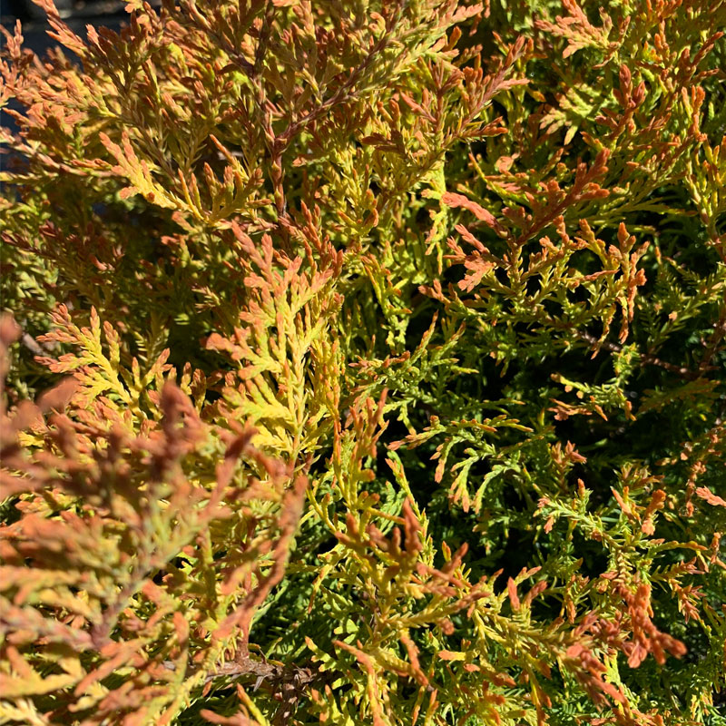 Fire Chief Arbovitae