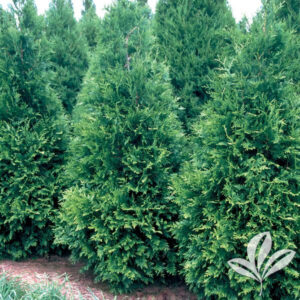 Green Giant Arbovitae