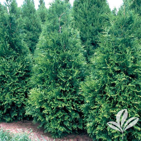 Green Giant Arbovitae