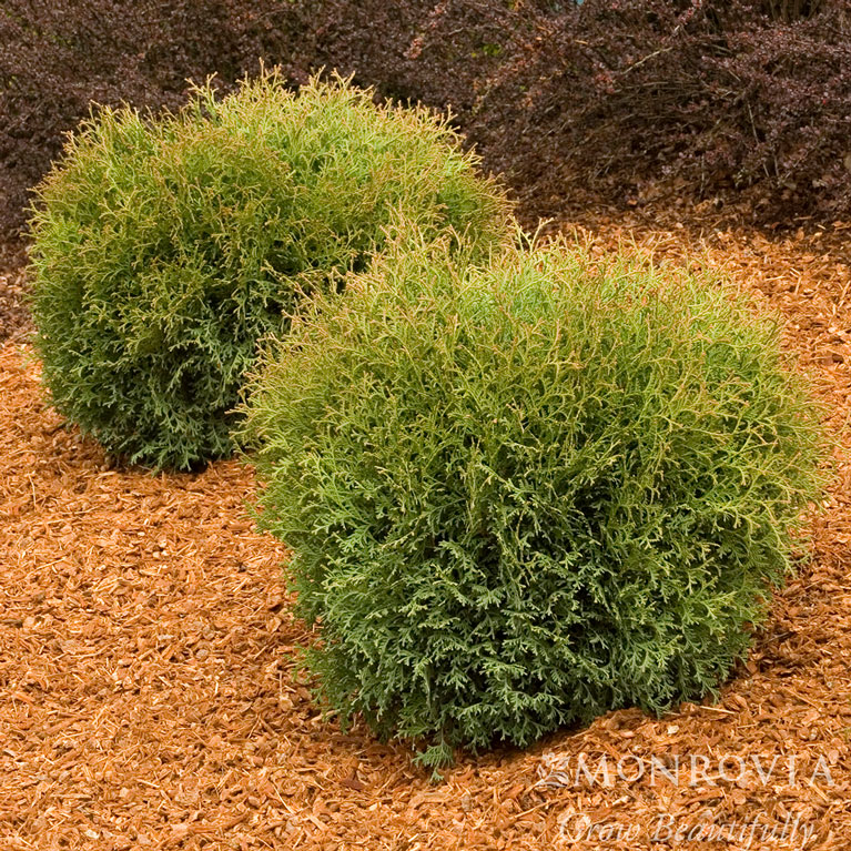 Hetz Midget Arbovitae