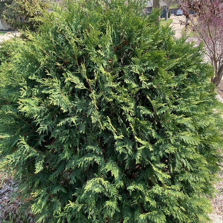 Mr. Bowling Ball Arbovitae