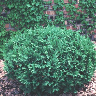 Mr. Bowling Ball Arbovitae