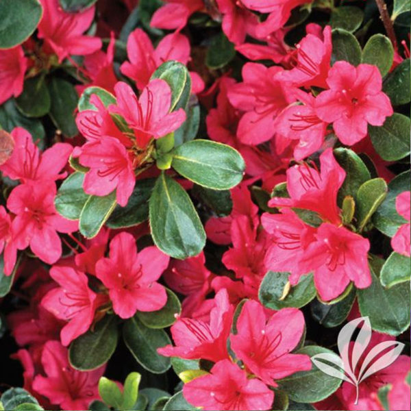 Girard Azaleas