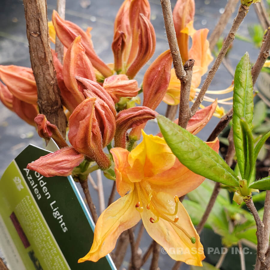 Golden Lights Azalea