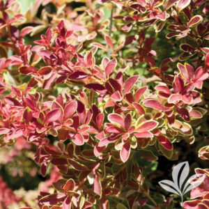 Admiration Barberry Leaf