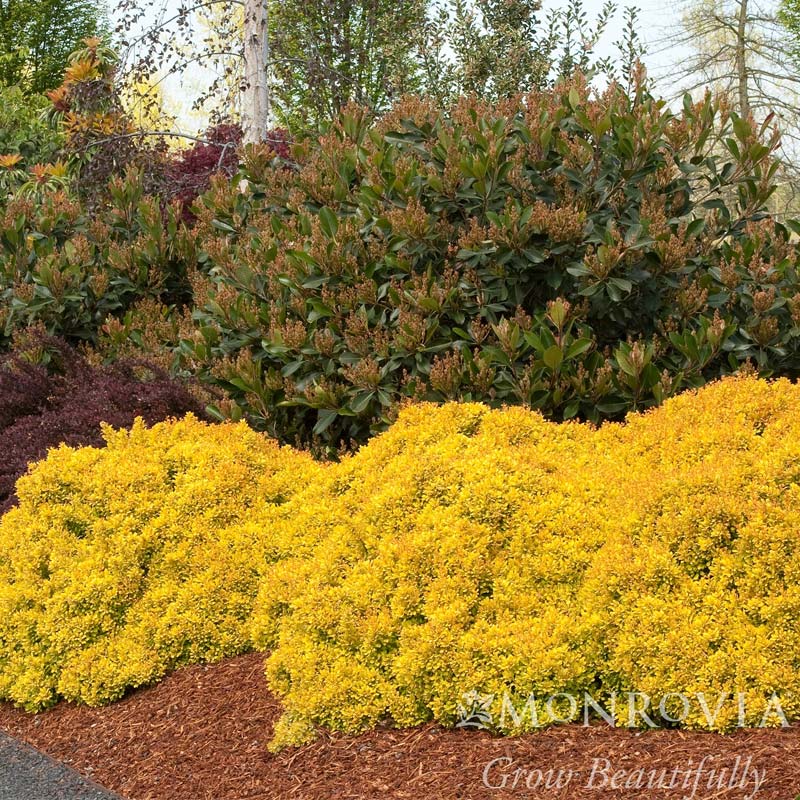 Golden Nugget Barberry