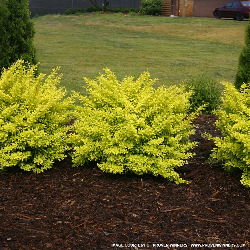 Yellow Leafed Barberry in Landscape