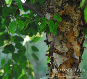 Dura Heat River Birch Tree Bark Close Up
