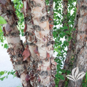 Heritage Birch Peeling Bark