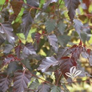 Regal Frost Birch Tree Leaf