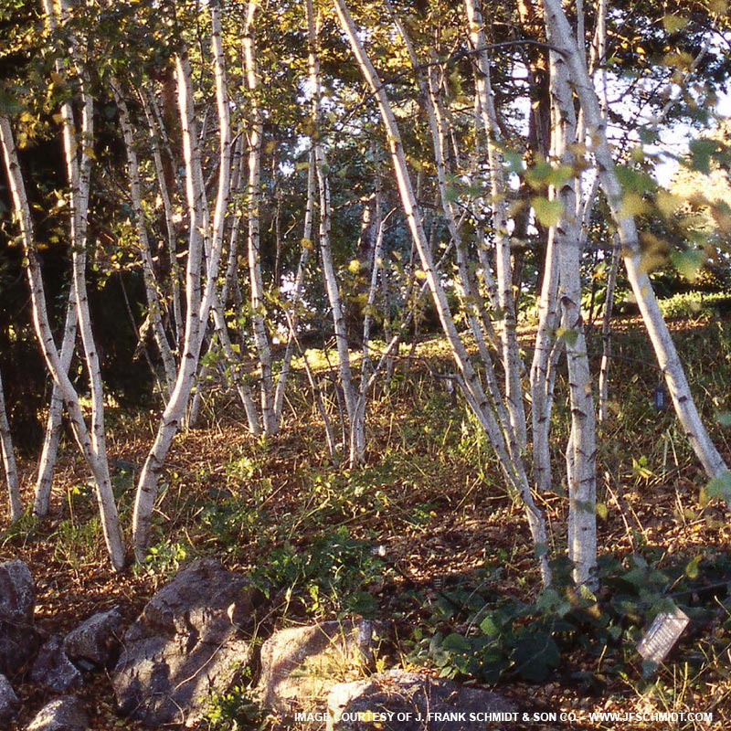White Spire Birch