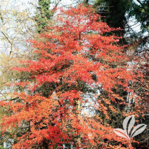 Wildfire Black Gum Fall Color