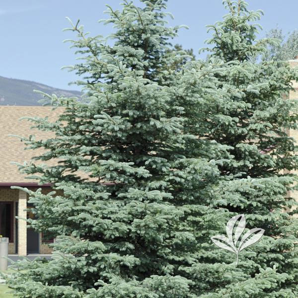 Evergreen Trees