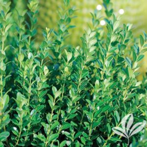 Baby Gem Boxwood