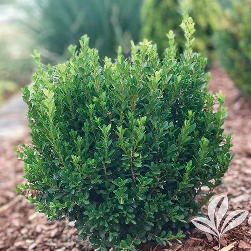 Baby Jade Boxwood