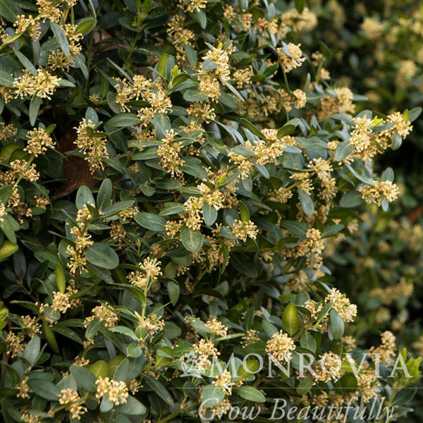 Green Tower Boxwood