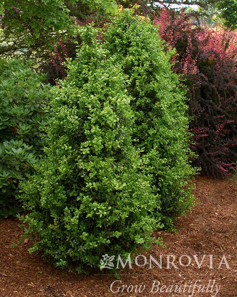 Green Tower Boxwood