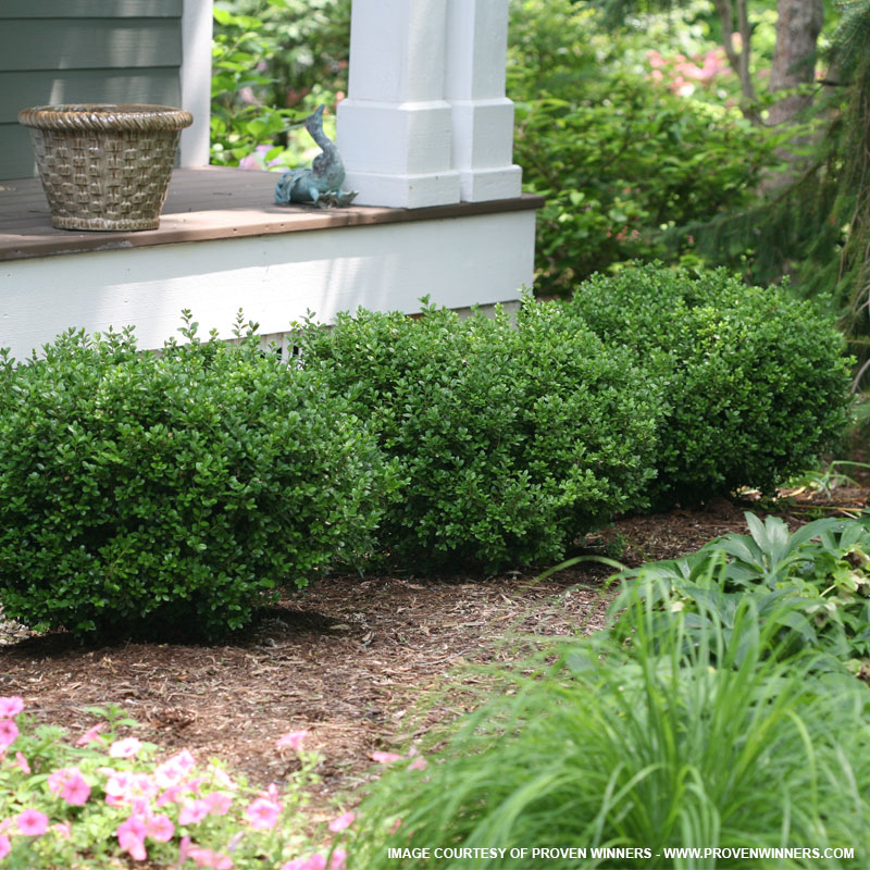 Shrubs