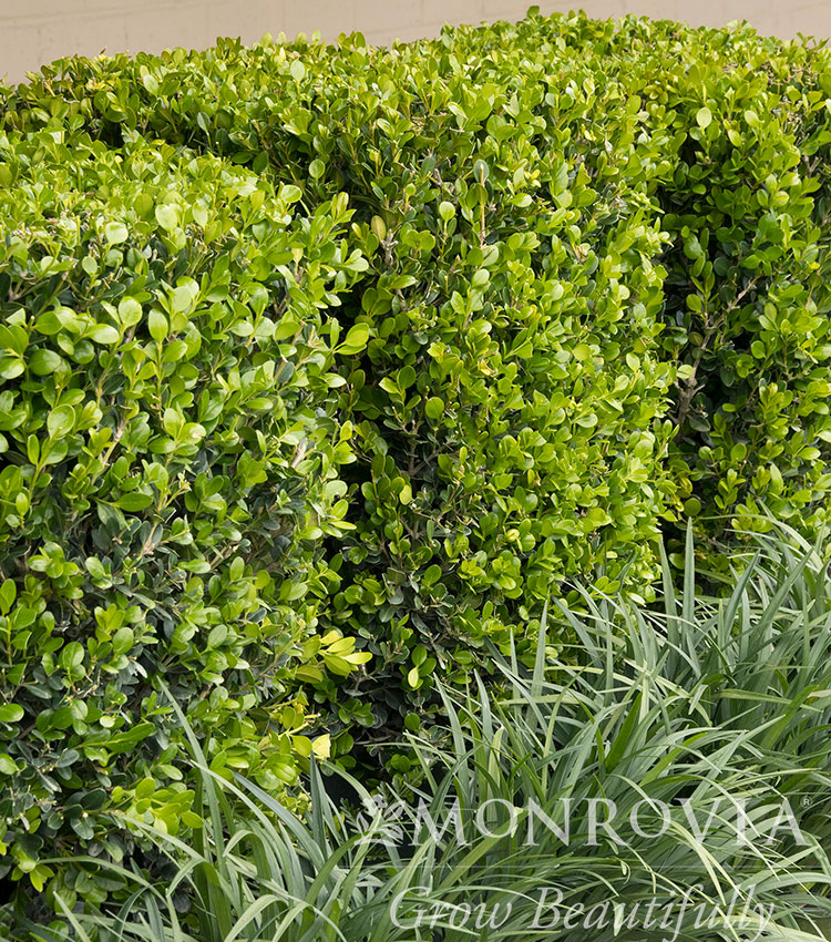 Winter Gem Boxwood