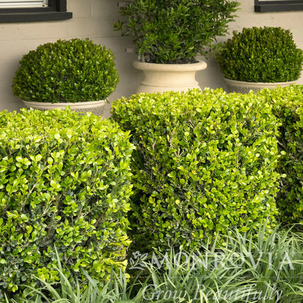 Winter Gem Boxwood