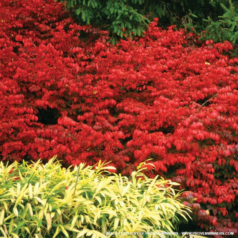 Dwarf Burning Bush