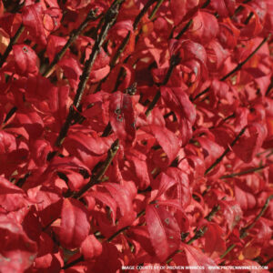 Fire Ball Burning Bush Close Up Fall Color