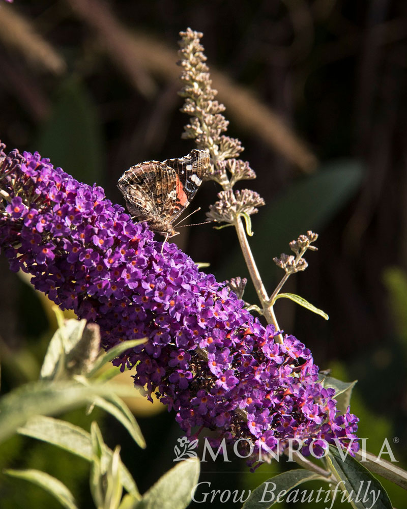 Black Knight Butterfly Bush