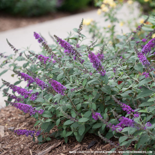 Blue Chip Butterfly Bush